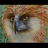 Guernsey 2016 Block 77 Gefährdete Arten Philippinscher Adler Endangered Species