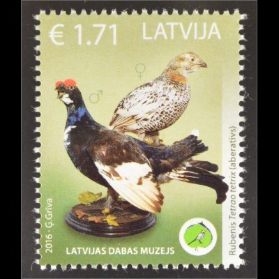 Lettland Latvia 2016 Nr. 975 Auerwild Auerhahn Auerhenne Fauna Vögel Waldtiere