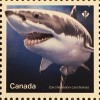 Kanada Canada 2018 Block 277 Haie Fische Knorpelfische Fauna Meeresbewohner 
