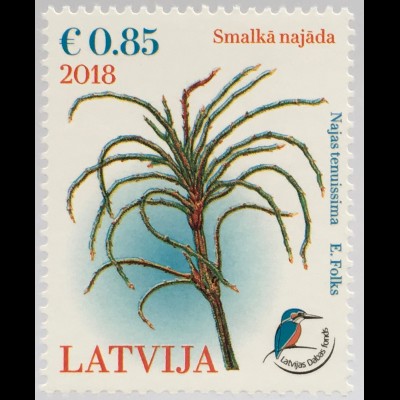 Lettland Latvia 2018 Nr 1052 Lettischer Naturfonds Nixenkraut Unterwasserpflanze