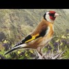 Madeira 2019 Block 71 Europaausgabe Einheimische Vogelarten Kanarienvogel