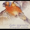 Polen Polska 2019 Nr. 5104 Europaausgabe Einheimsiche Vogelarten Birds Uccello