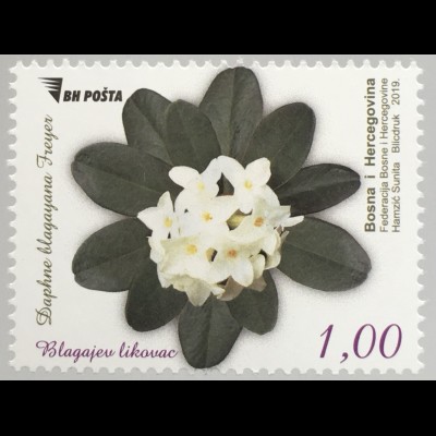 Bosnien Herzegowina 2019 Nr. 784 Flora Königs-Seidelbast (Daphne blagayana)