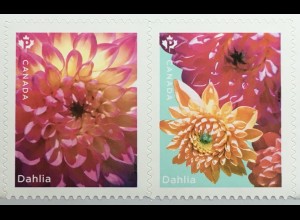 Kanada Canada 2020 Neuheit Dahlien Blumen Flora Korbblütler Blüten