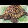 Landschildkröte Briefmarke aus Makedonien Einheimische Fauna Schildkröte