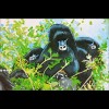 Berggorilla Gorilla gorilla beringei und Nilpferd Hippopotamus amphibius