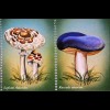 Pilze Mushrooms Orangeroter Ritterling Schöner Täubling Gürtelfuß Ackerling