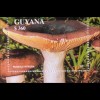 Pilze Mushrooms Russula integra Coprinus Micaceus