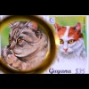 Katzenrassen cats Siamkatze Türkisch Van Schwarzer Perser Abessinier Burma