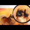Hunderassen dogs Tibet Spaniel Blockausgabe aus Guyana